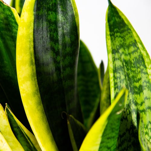 Сансевиерия Футура Суперба Sansevieria Futura Superba 50/19