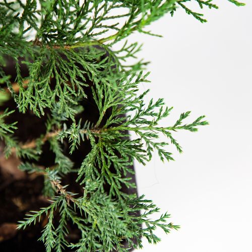 Можжевельник казацкий Рокери Джем Juniperus sabina Rockery Gem 2л (К)