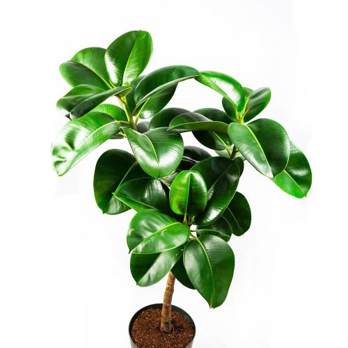 Фикус каучуконосный Робуста на штамбе Ficus elastica Robusta on stem 130/20 (Н)