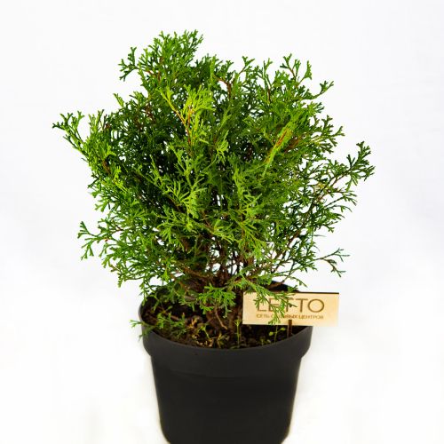 Туя западная Тини Тим Thuja occidentalis Tiny Tim 1л (Н)