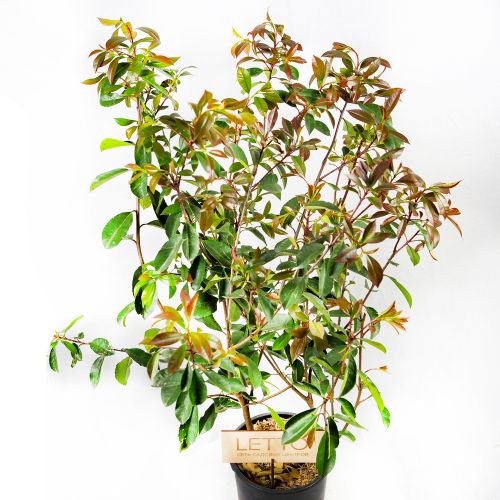 Фотиния пильчатая Crunchy 8лт 120/160см Photinia serratifolia Crunchy (И)