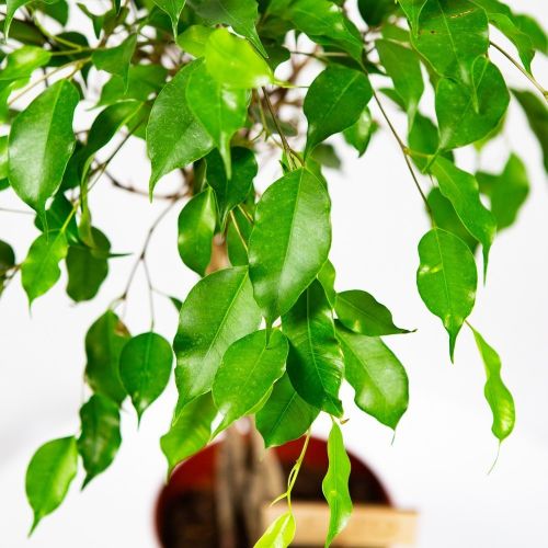 Фикус Бенджамина Ficus Be Adora Twisted Stem 65/17 (Н)