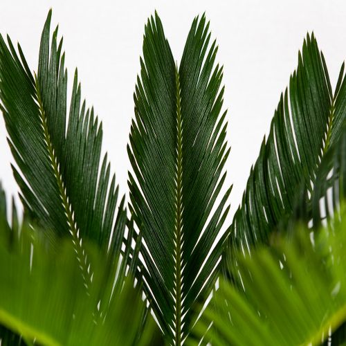 Саговник поникающий Cycas revoluta 70/17