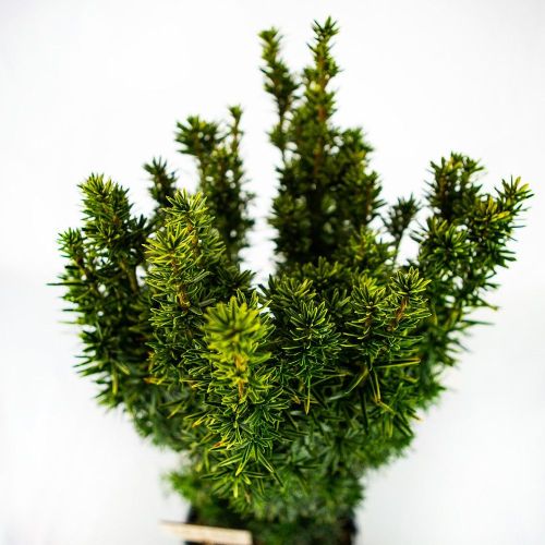 Тис ягодный Давид 50/60 Taxus baccata David 5л (Н)