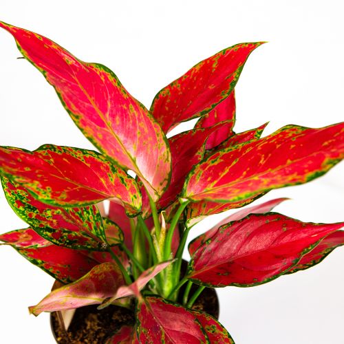 Аглаонема Джангл Ред Aglaonema Jungle Red 40/12 (Н)