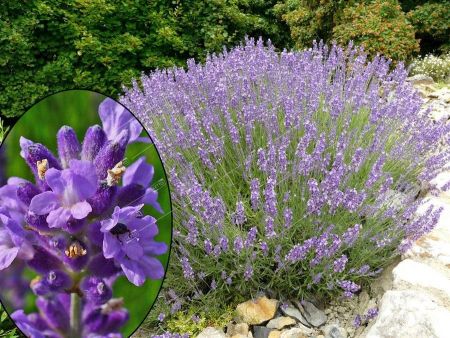 Лаванда узколистная Lavandula angustifolia /17