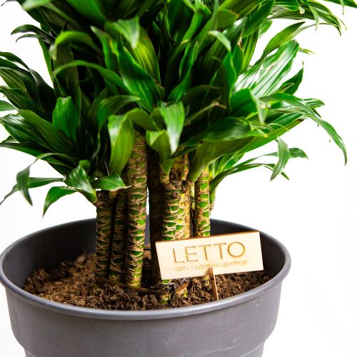 Драцена Компакта разветвленная Dracaena Compacta branched 170/34