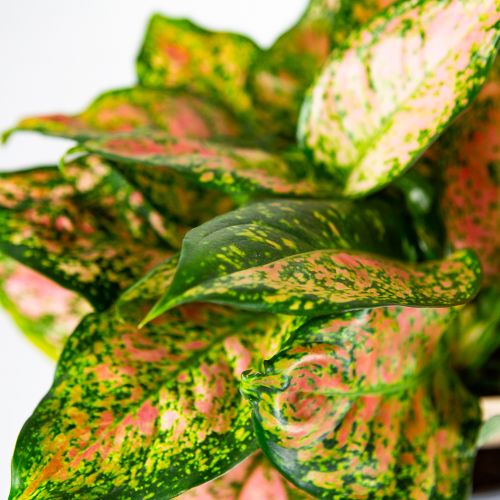 Аглаонема Кримсон Лав Aglaonema Crimson Love 40/19 (Н)