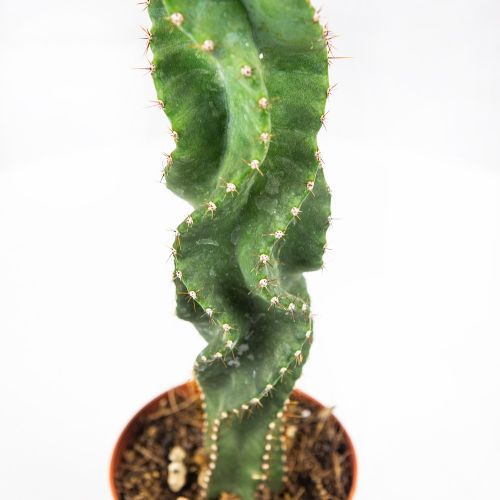 Цереус Форбси Спиралис Cereus forbesii Spiralis 22,5/10 (Н)