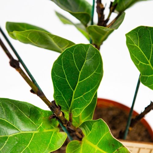 Фикус Ficus Ficus Tibaco 60/17