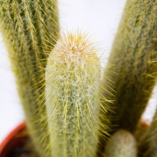 Кактус аустроцефалоцереус Дыбовского Cactus Austrocephalocereus Dybowskii 50/21 (Н)