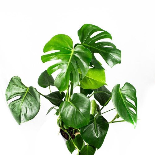 Монстера деликатесная куст Monstera deliciosa bush 70/19 (Н)