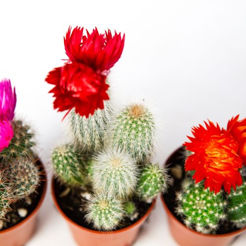 Кактус микс Cactus dryflowers mix 8/5,5 (Н)