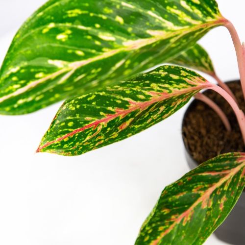 Аглаонема Коко Грин Aglaonema Coco Green 45/12 (Н)