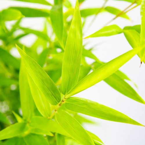 Бамбук Листоколосник Aurea с10 Phyllostachys aurea (И)