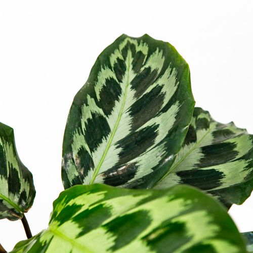 Калатея Calathea Kennedy 40/14