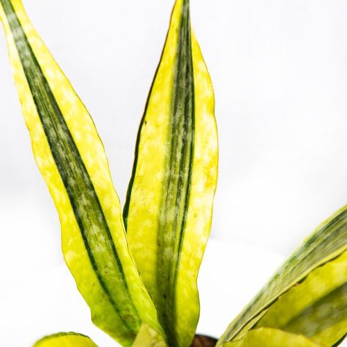 Сансевиерия аубритиана Лаурен Sansevieria aubrytiana Lauren 70/17