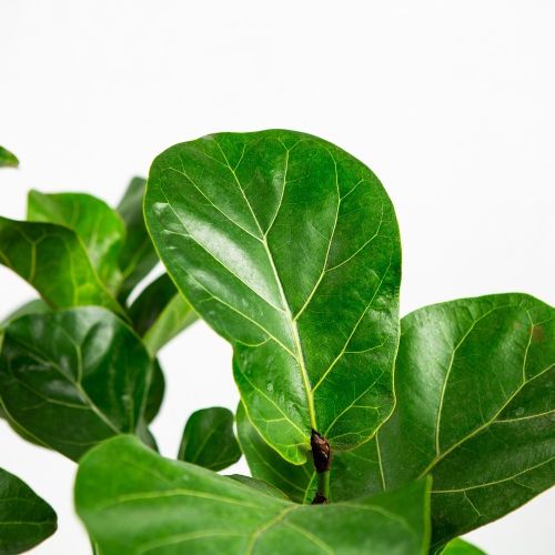 Фикус Ficus Ficus Tibaco 60/17