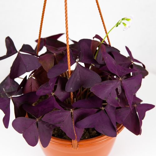 Кислица треугольная Oxalis triangularis п/к 2,4л