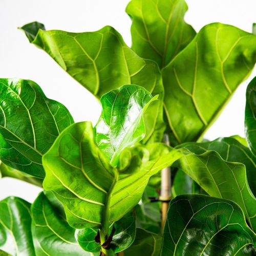 Фикус лировидный 3 ствола Ficus lyrata 3 pp 170/34 (Н)