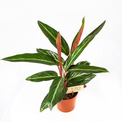 Калатея Calathea Stripestar Living 40/12