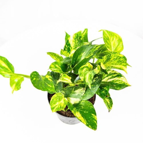 Эпипремнум перистый Голден Потос Epipremnum pinnatum Golden Pothos 15/12