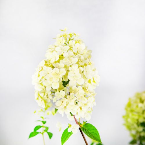 Гортензия метельчатая Сандей Фрайз Hydrangea paniculata Sundae Fraise 2л/3л (ГМ)