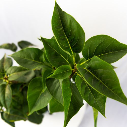 Сирень обыкновенная в ассортименте Syringa vulgaris 10л