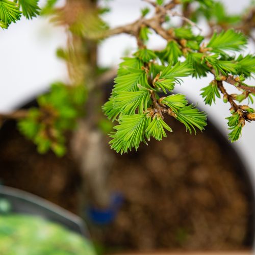 Метасеквойя глиптостробоидная Мисс Грейс 60/80 Metasequoia glyptostroboides Miss Grace 5л (Н)