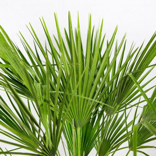 Хамеропс приземистый Chamaerops humilis 100/26