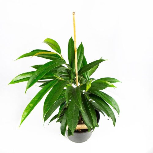 Фикус микс Ficus mix h 35-40см