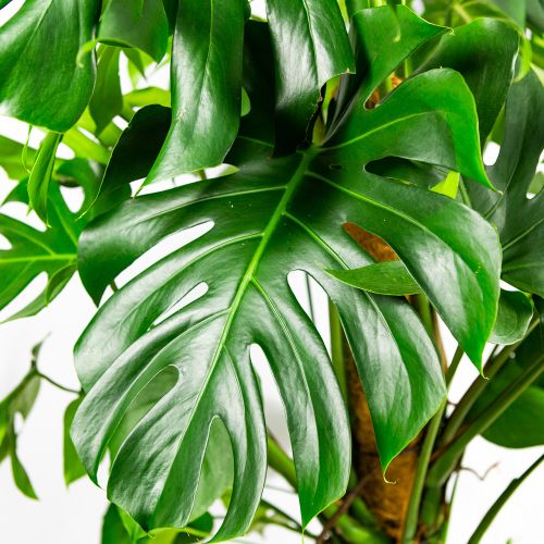 Монстера деликатесная Monstera deliciosa 130/27