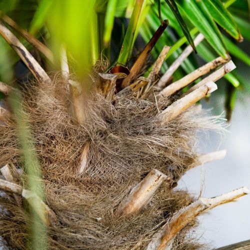 Пальма Трахикарпус Форчуна с130 220/240 Trachycarpus fortunei (И)