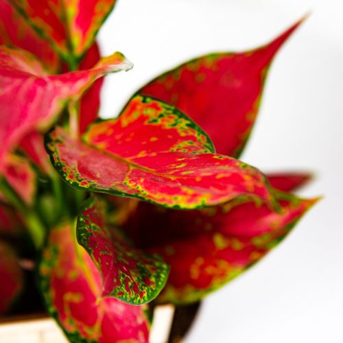 Аглаонема Джангл Ред Aglaonema Jungle Red 40/12 (Н)