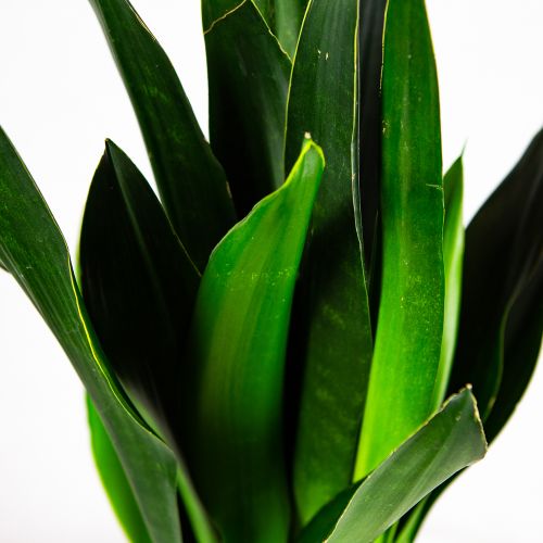 Сансевиерия Блэк Даймонд Sansevieria Black Diamond 60/17