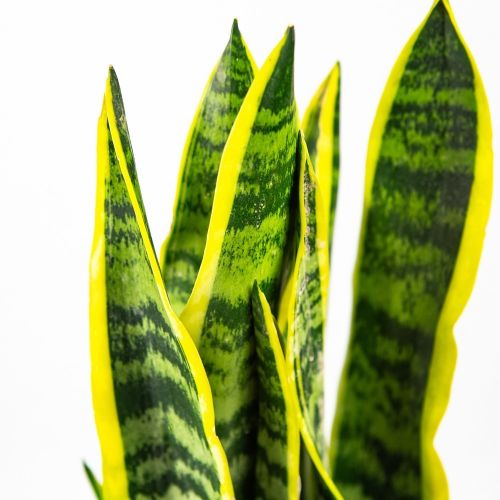 Сансевиерия трёхполосная Sansevieria laurentii 50/14