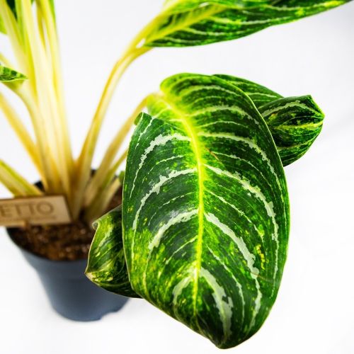 Аглаонема Кейлайм Aglaonema Keylime 17/60 (Н)			