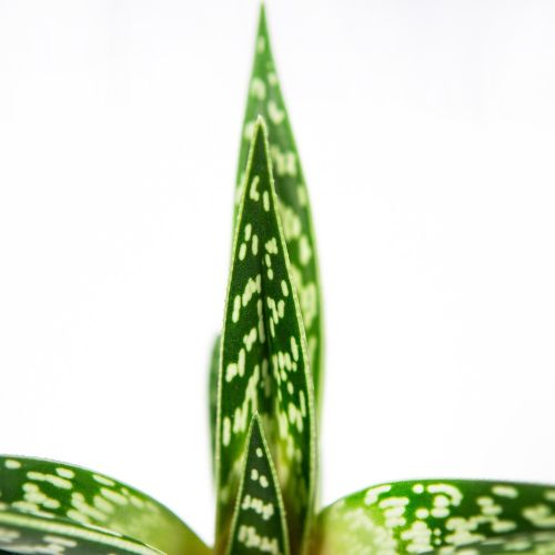 Алоэ пёстрое Aloe variegata Mix 10/8,5 (Н)