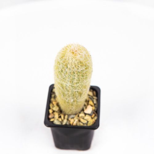 Кактус микс Cactus mix d.9 (2)