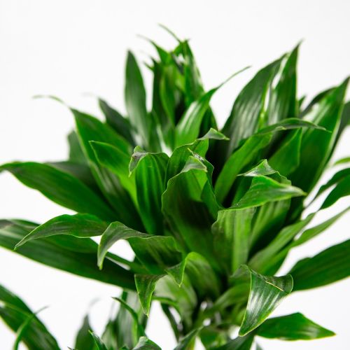 Драцена Компакта Dracaena Compacta 45-15 80/19