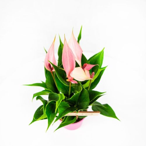 Антуриум Андре Лилли Anthurium andraeanum Lilli 3+ 30/10 (Н)