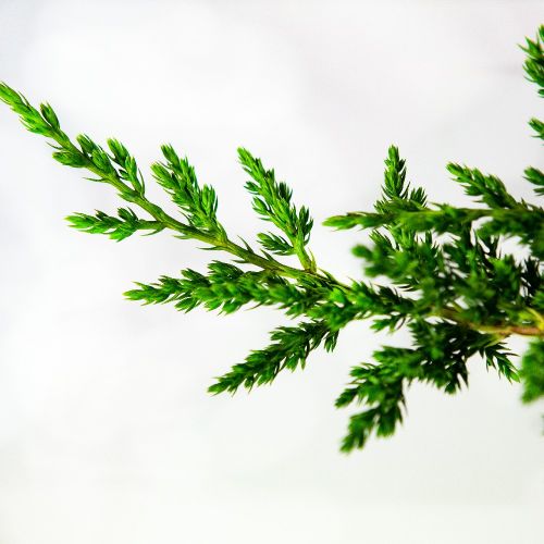 Можжевельник лежачий Нана Juniperus procumbens Nana 3л (Н)