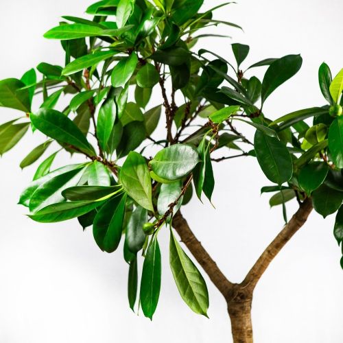 Фикус бокальчатоприлистниковый на штамбе Ficus cyathistipula on stem 150/34 (Н)