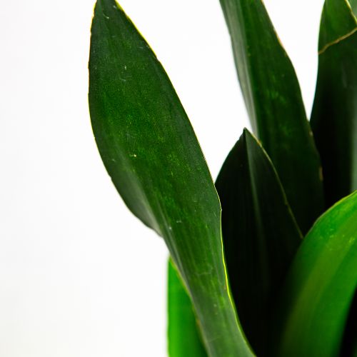 Сансевиерия Блэк Даймонд Sansevieria Black Diamond 60/17