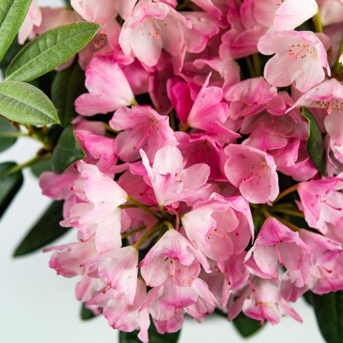 Рододендрон МИКС СОРТОВ 9лт 50/70  Rhododendron MIX VARIETES (И)