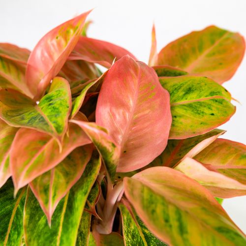 Аглаонема Сальмон Фэнтези Aglaonema Salmon Fantasy 40/19