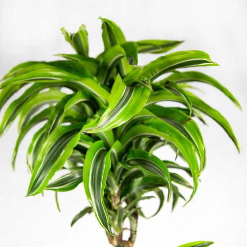 Драцена Лемон Сюрпрайз Dracaena Lemon Surprise 60-30-15 105/21