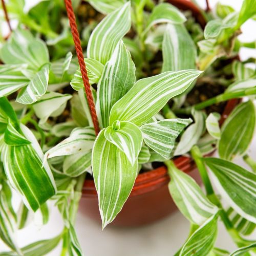 Традесканция Альба Tradescantia Alba п/к 2,5л