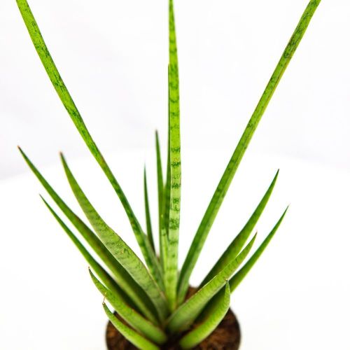 Сансевиерия Sansevieria Medusa 20/8,5 (Н)