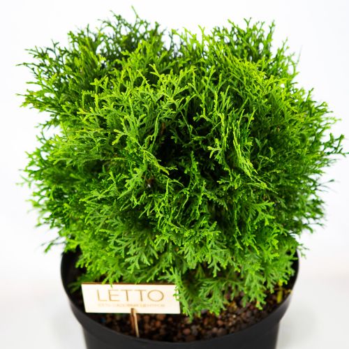 Туя западная Хосери Thuja occidentalis Hoseri 10л (ЗК)